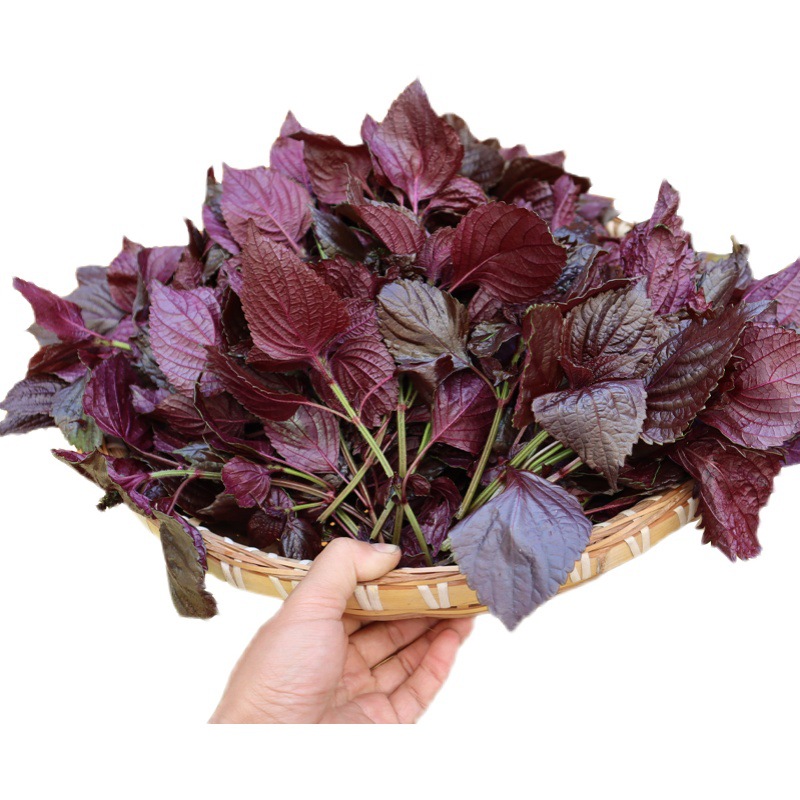 Premium Fresh Perilla Leaves Edible Hunan Farmhouse Perilla Restaurant Fish and Shrimp Deodorizing Double-Sided Purple Leaves