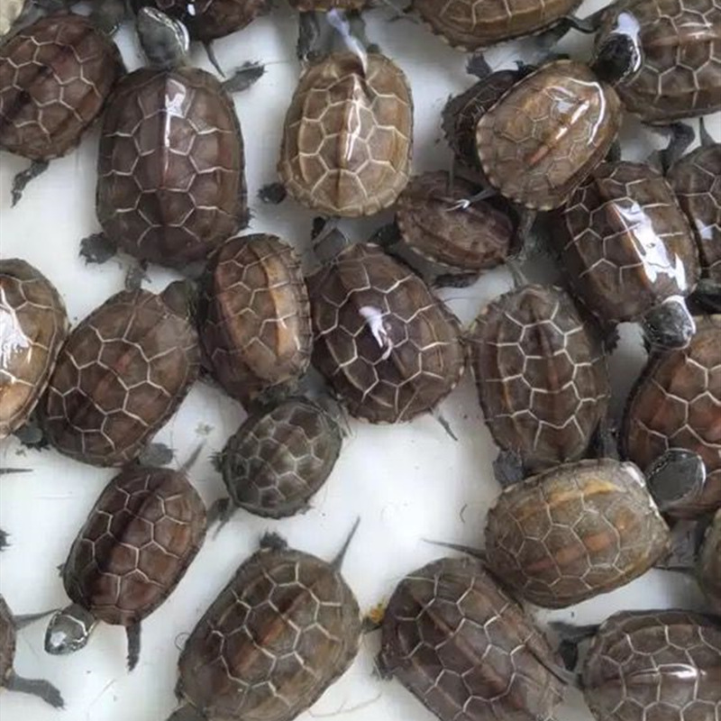 Living turtle in Waitang, Chinese grass turtle, ornamental pet living creature, small turtle, golden thread, tortoise seedling farm wholesale