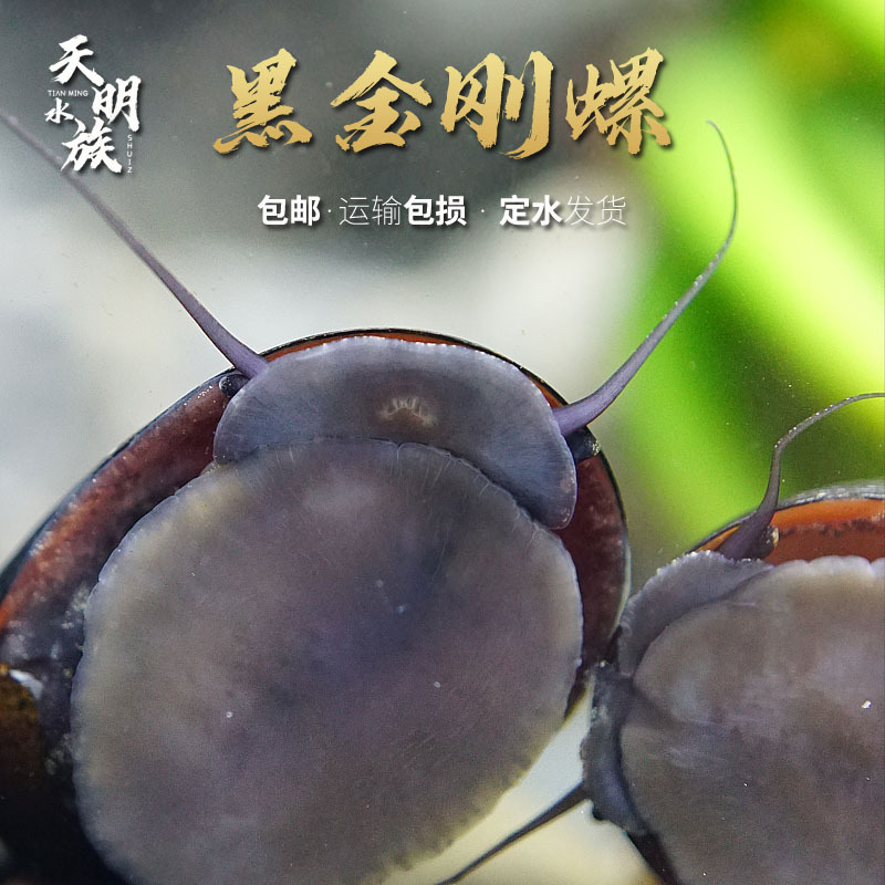 Imported Black Diamond Snail Ornamental Algae Removal Snail Aquarium Freshwater Tool Snail Large and Small Killer Abalone Snail Live Orange Rabbit