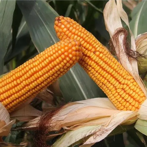 Hybrid Corn Seed Approved in 2022 Hongshou Xinliangfeng 636 Hybrid Corn Seed