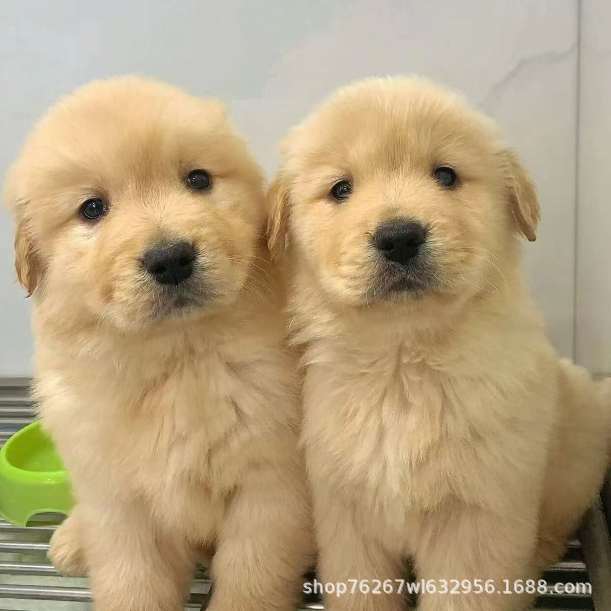 Оптовая продажа щенков золотистого ретривера с двойной родословной, живая собака, собаки-проводники, рабочие собаки