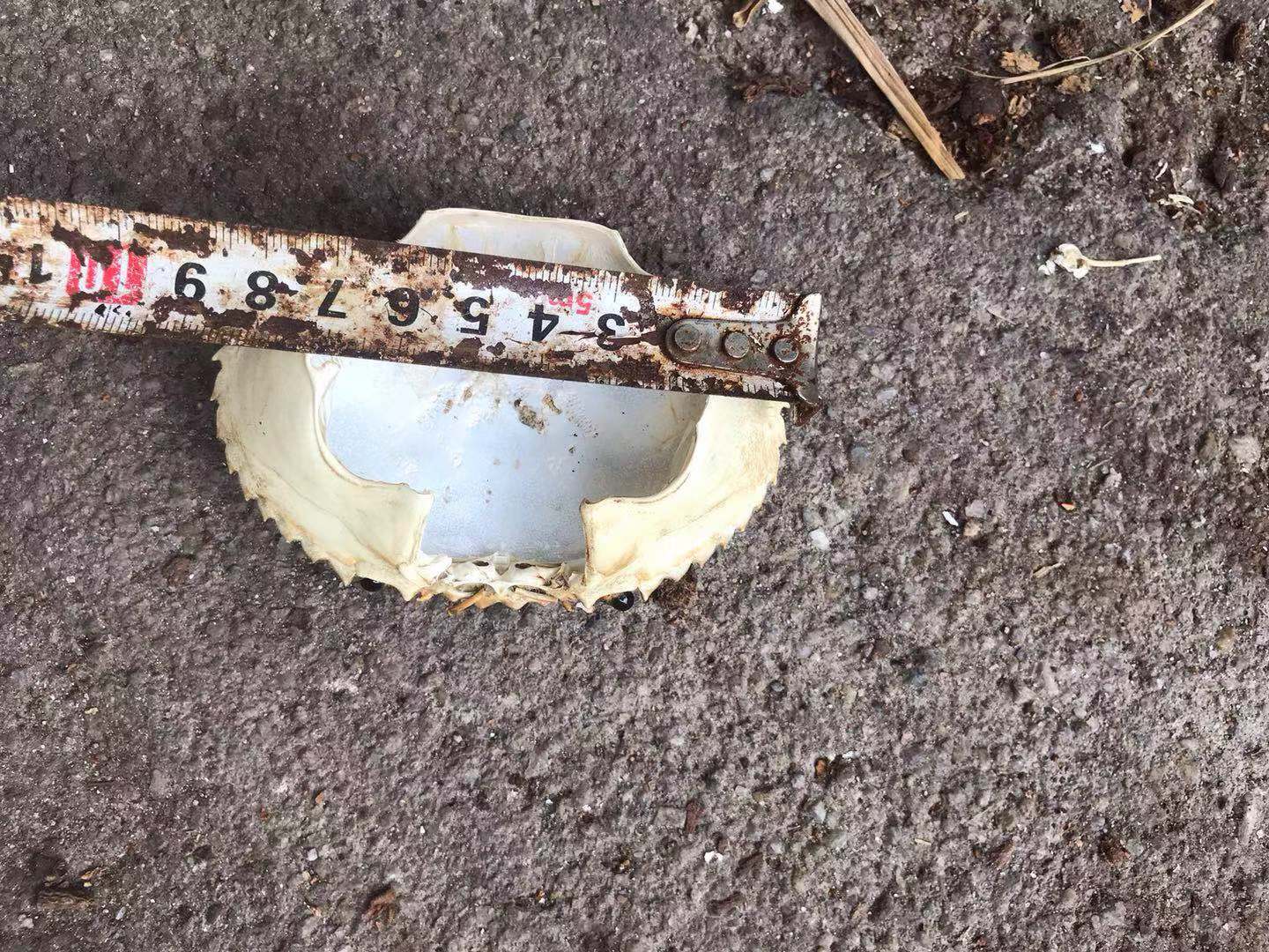 Crab Shell Crab Lid Crab Treasure Crab Meat Dried Crab Shell