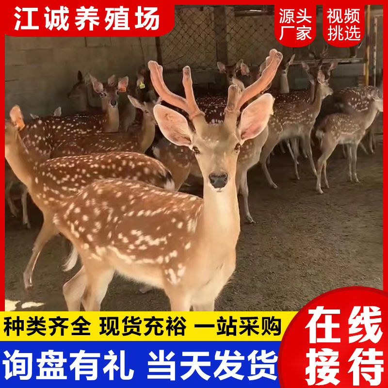 Breeding Base for Sale and Rental of Live Sika Deer, Garden Interactive Family Sika Deer, Sika Deer Calf Price