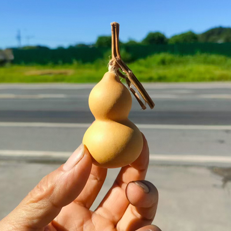 Factory Direct Supply of Natural Gourds for Hand-Twisting, Mini Gourds for Hand-Twisting, Natural Gourds with Taps for Wholesale