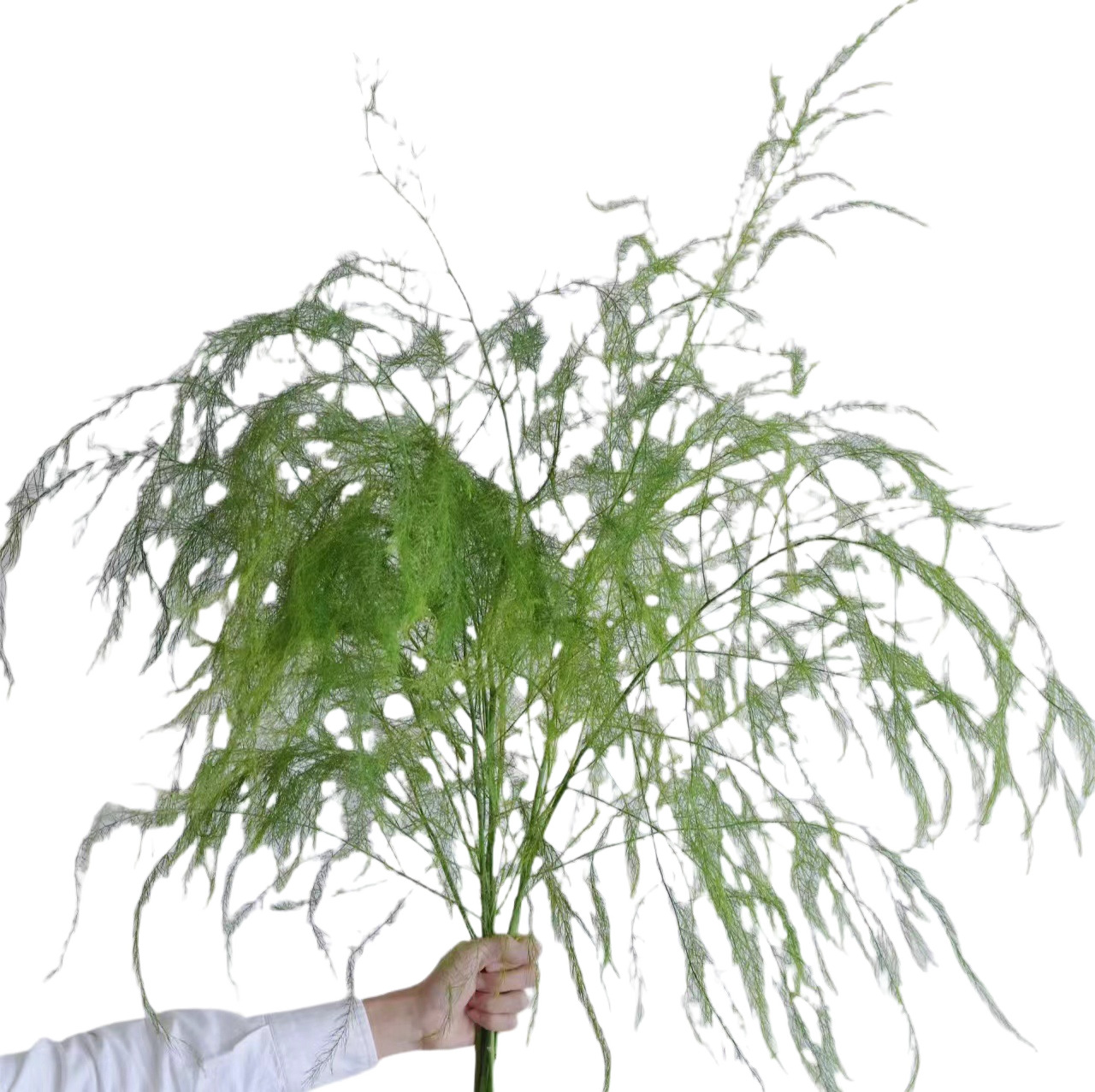 Wholesale of Lusimia Flowers, Fresh Leaf Materials, Direct Supply from Flower Farms, Suitable for Wedding Decorations, Flower Shop Displays, and Community Use