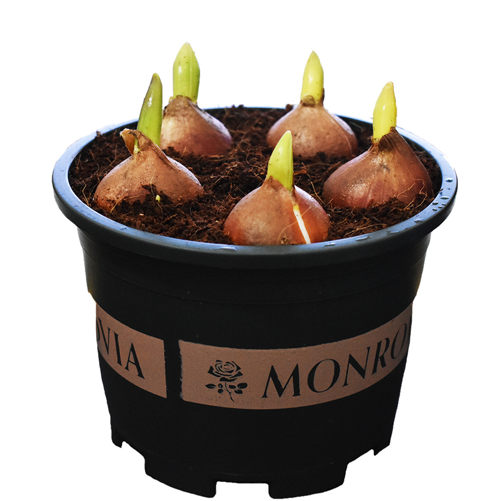 Tulip Bulbs Hydroponic Flower Plants Indoor Flower Seeds Potted Flower Seedlings Soil Culture Water Cultivation with Buds Blooming in Multiple Seasons