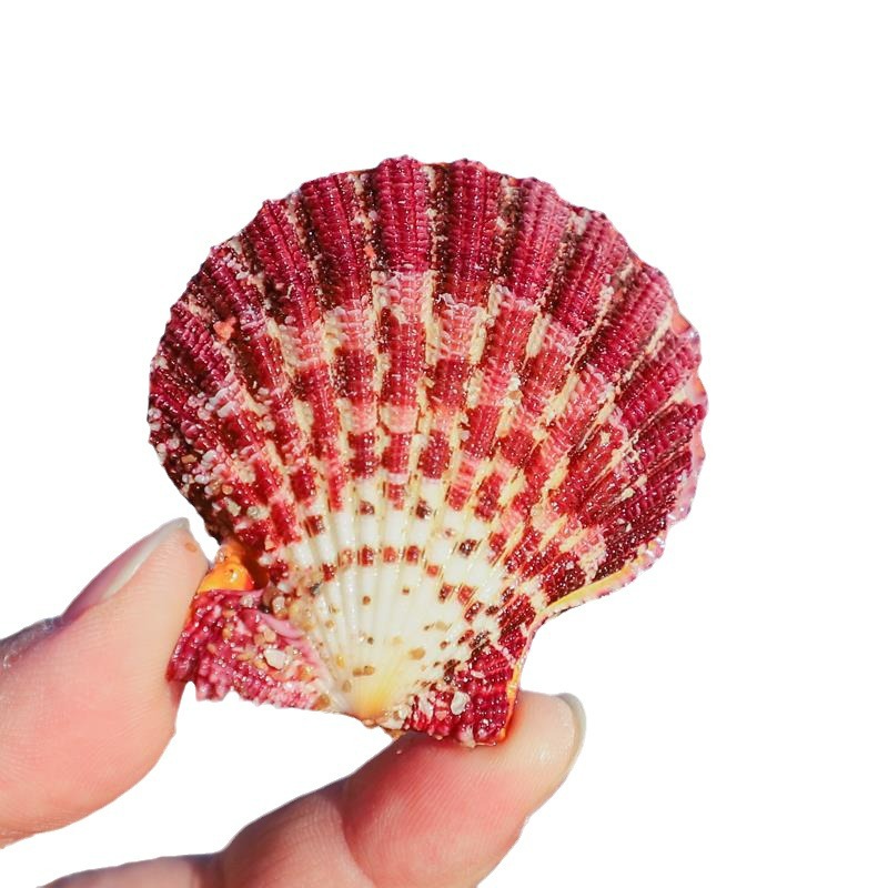 Oil Painting Scallop Natural Shell Girlfriend Gift Wall Sticker Wedding Decoration Fish Tank Aquascape Collection Ocean Elements