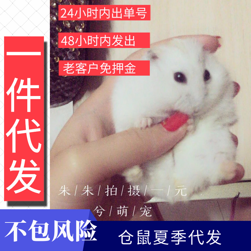 Оптовая продажа хомяков, живые трехлинейные пудинговые медведи, молочный чай