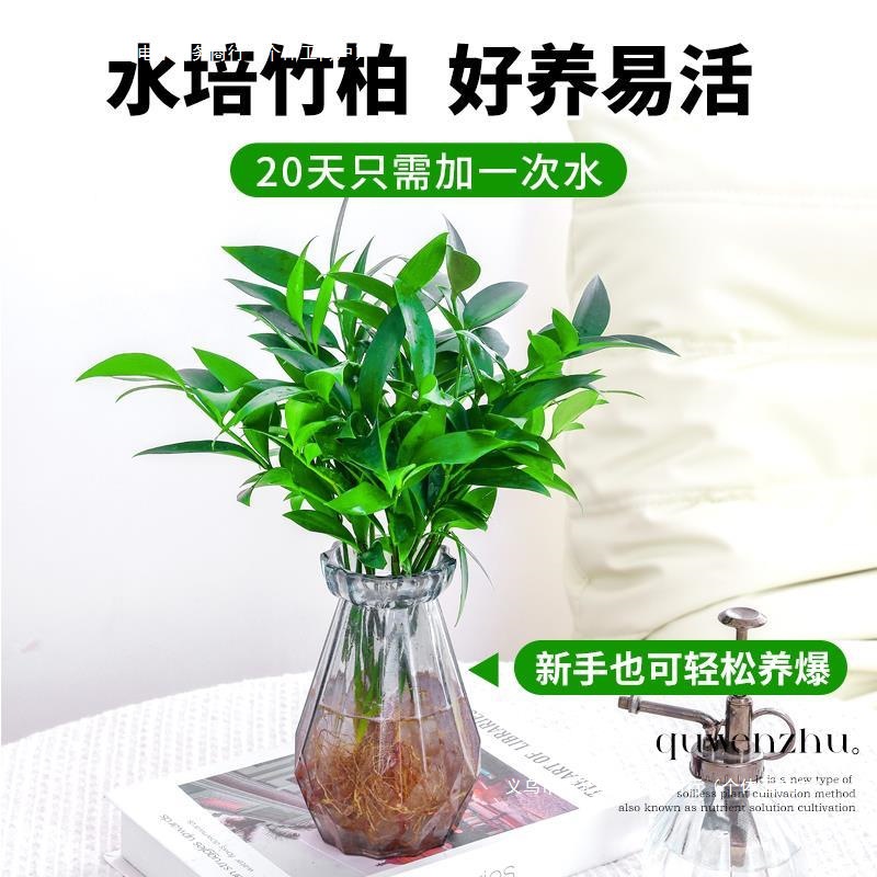 Hydroponic Mosquito Repellent Bamboo Tabletop Plant Potted Green Plant Indoor Flower Living Room Mosquito Repellent Plant Easy to Maintain Evergreen All Year Round