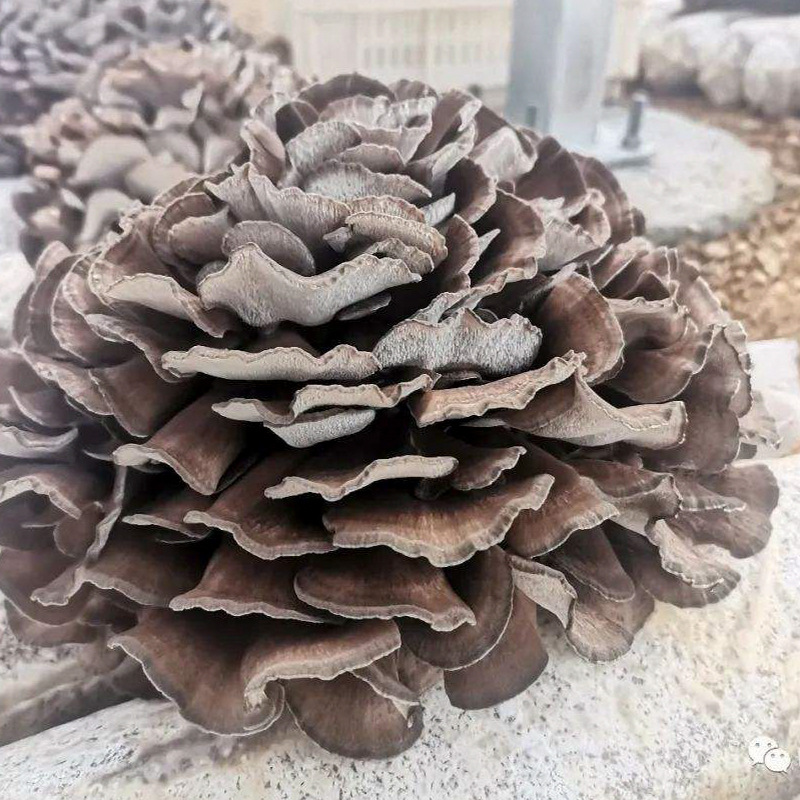 Ash tree flower dried goods new goods soup cooking good food farm self-produced mushroom origin direct batch edible mushroom
