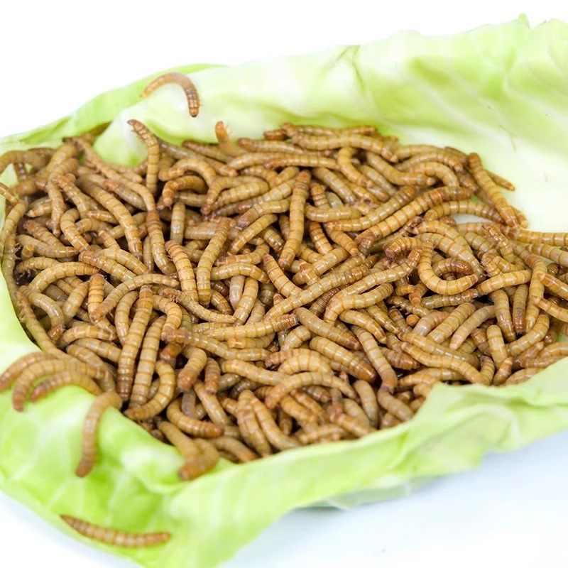 Mealworms, Live Insects, Mealworms, Yellow Mealworms, Live Larvae, Lizard, Gecko, Turtle, Hamster, Arowana, Edible Insects, Free Shipping