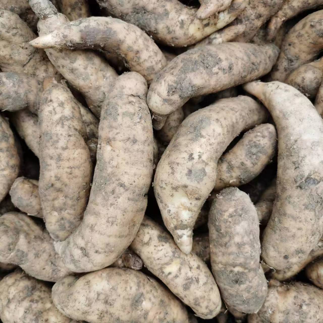 Fresh Gastrodia Elata Jianghu Street Stall Exhibition Hot-Selling Supply Hotel Catering Soup Edible Gastrodia Elata Is Now Dug and Found in the Place of Origin