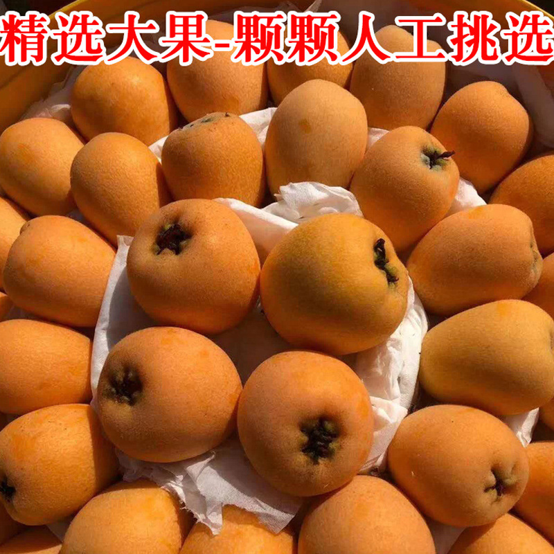 Fresh Seasonal Fruit from Miyi, Panzhihua, Sichuan: Loquats, Large Fruits Suitable for Pregnant Women, Five-Star Loquats