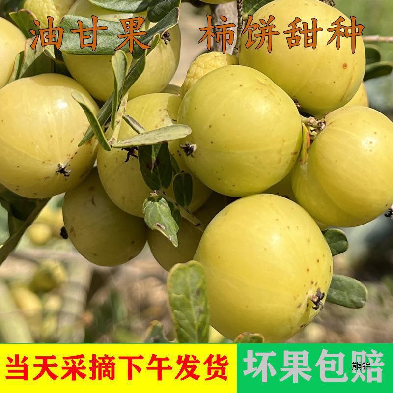 Fresh Persimmon Cakes from Chaoshan, Sweet Oil Fruit, Tangerine Fruit, Loquat Fruit, Fruit Cakes for Pregnant Women, Sweet and Nutritious Fruit