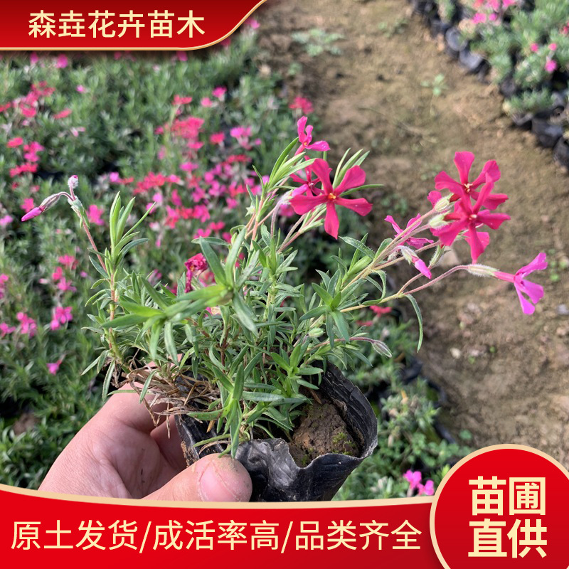 Саженцы флокса в горшках, многолетние флоксы для озеленения, саженцы флокса черри в чашках