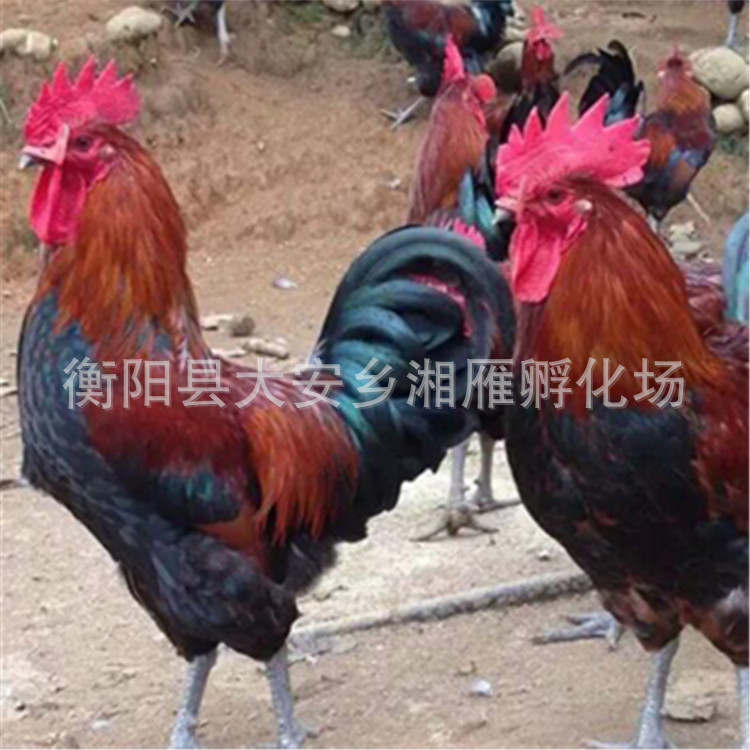 For Sale: Blood-Feathered Native Chicken Chicks, Red-Feathered Native Chicken Chicks, Hemp-Feathered Green-Footed Hen Chicks, Egg-Laying Red Rooster Chicks, Hatching Chicks