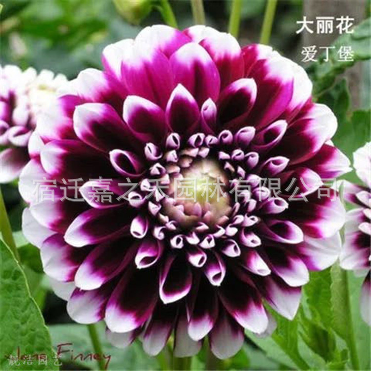 Dahlia Seed Bulbs, Sweet Potato Flower Seeds, Bulbs, Flower Garden Planting, Dahlia Seedlings with Florals, Double-Petaled Potted Plants