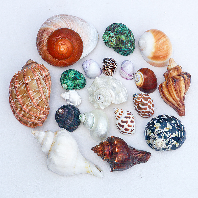 Natural snail conch shell various hermit crab replacement shell roll shellfish aquarium decorative fish tank landscaping wholesale by catty
