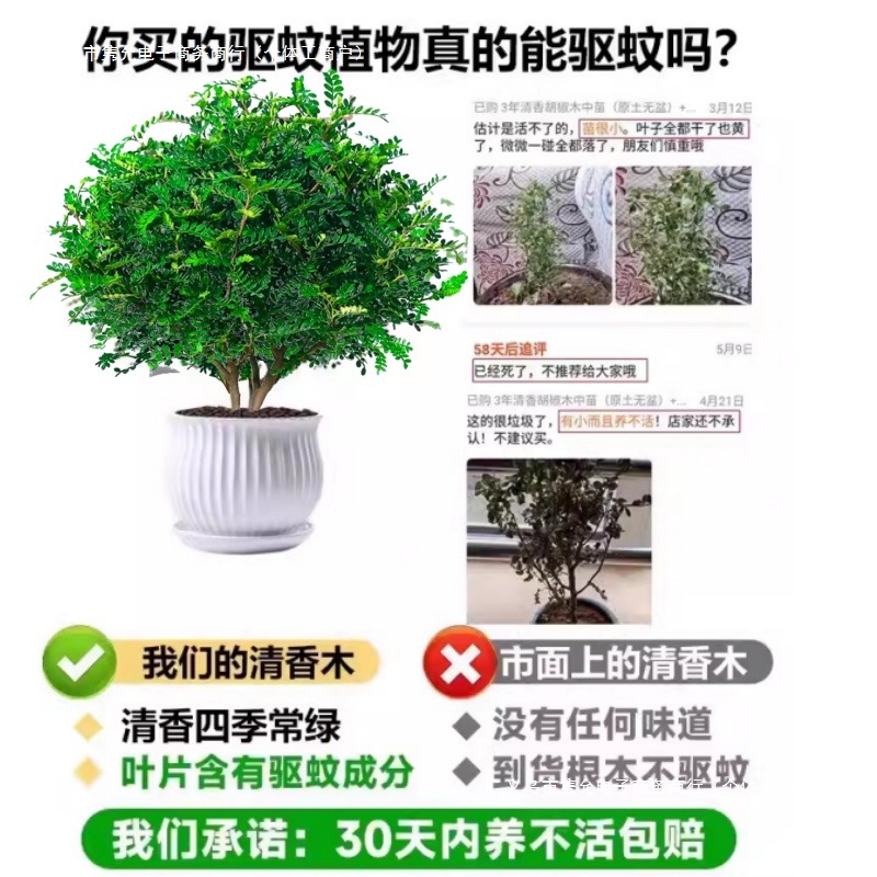 Fragrant Pepperwood Potted Florals Indoor and Outdoor Mosquito Repellent Plants Saplings Old Pile Bonsai Jili Fragrant Green Plants