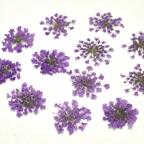 Dried flower factory wholesale lace flower snow bead flower star flower nail art dried flower glue mobile phone shell art flower