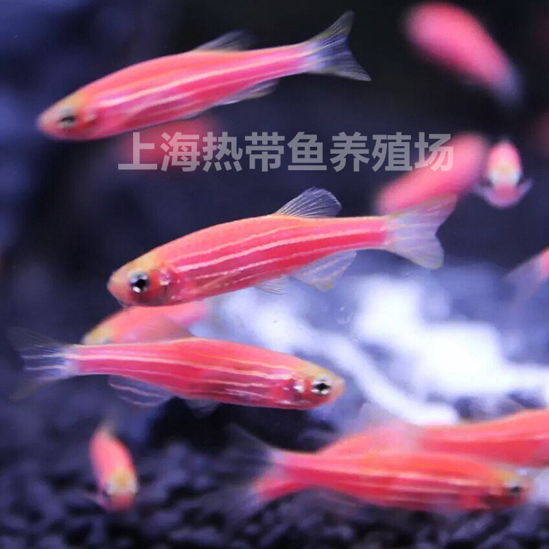Красный зебрафиш живая тропическая рыба устойчивая к низким температурам маленькая ламповая рыба группа травяной аквариум смешанное разведение бутылочные декоративные рыбы