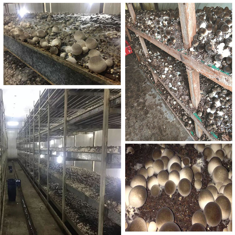 Wholesale cottonseed shell cotton residue oil field leakage plugging agent seedling substrate strain mushroom cultivation and breeding feed