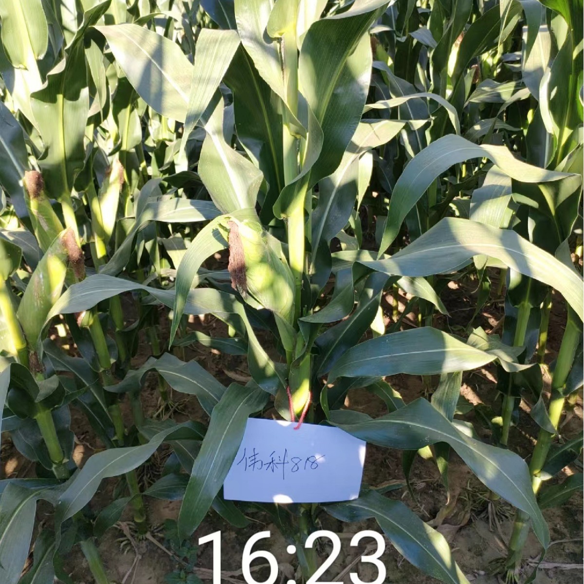 Семена кукурузы Вейке 818 зерновые семена кукурузы оптовая продажа крупные скидки