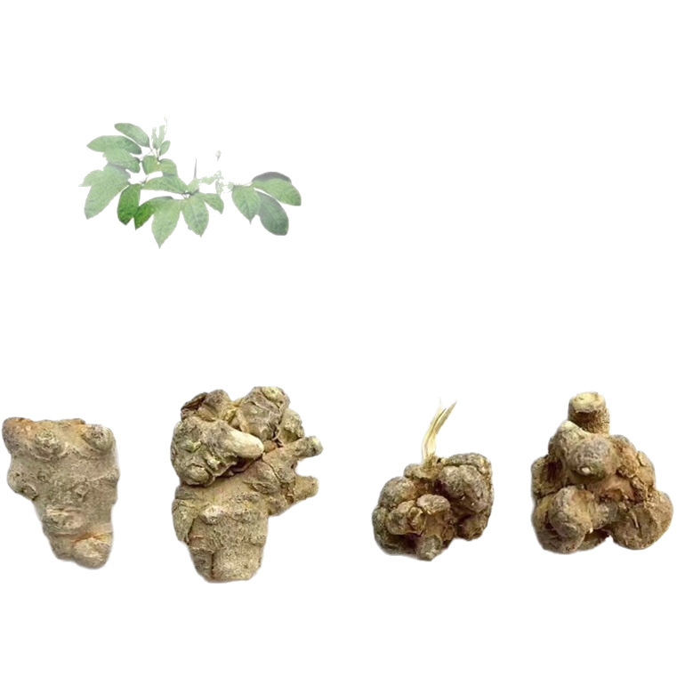 New goods Yunnan Wenshan Sanqi 20 heads 30 heads Tianqi 500g sanqi wholesale can be replaced grinding sanqi powder