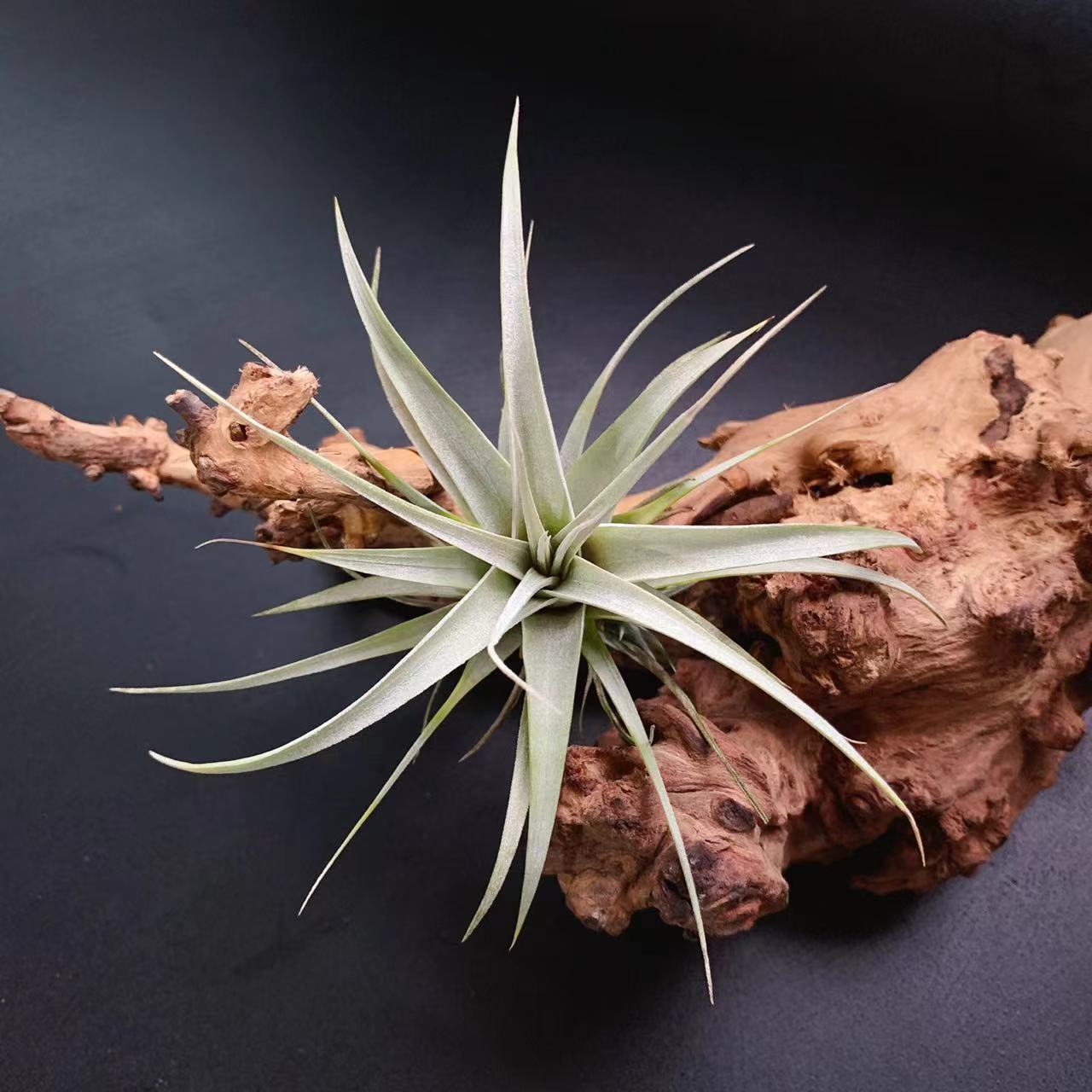 Rolling Leaf Overlord T. Xekographica - Base Straight Hair Air Pineapple Soilless Plant Tillandsia Wholesale