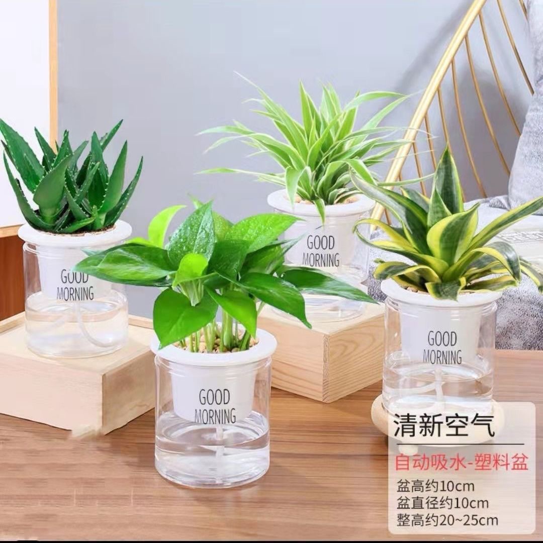 Green dill rich tree asparagus fleshy flower potted plant indoor mint rich bamboo hydroponic small green plant to feed well