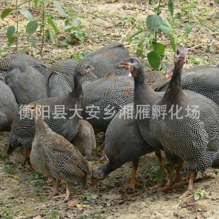 Pearl Chicken Seedling Incubation Base Factory Wholesale Colorful Pheasant Seedlings Live Seedlings Wholesale Live Imperial Concubine Chicken Rare Bird Seedlings