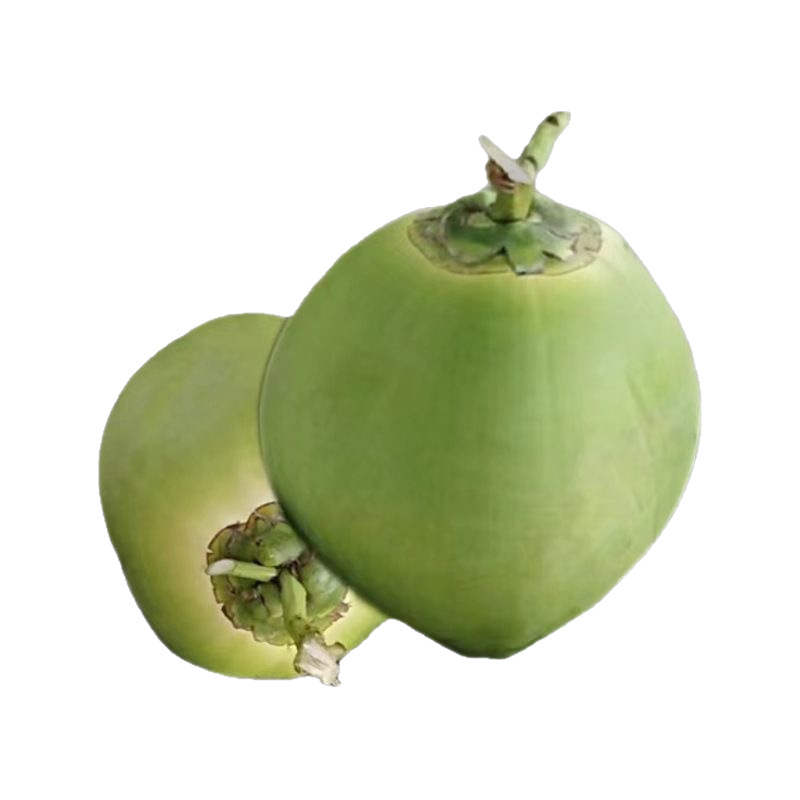 Coconut Green 9 Pack Hainan Coconut Green Peel Fresh Coconut Hainan Wenchang Now Pick Good Fruit Whole Box Free of Mail