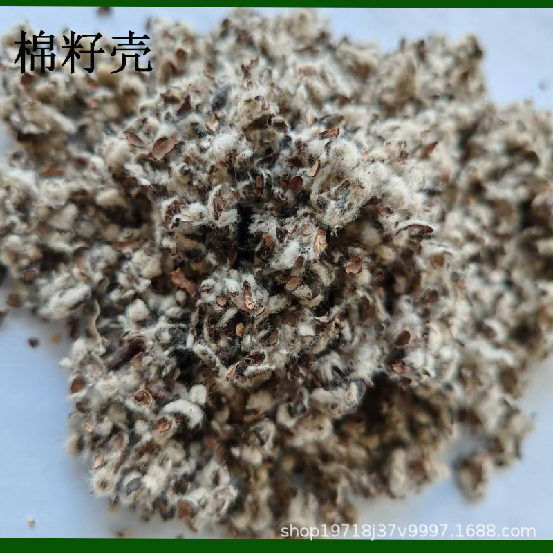Manufacturer Processes Cottonseed Shells for Edible Fungi, Medium-Shelled Medium-Velvet Mushroom Planting Substrate Raw Material Cotton Shells