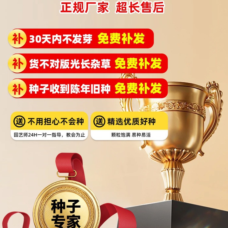 Taiwan No. 2 Grass Seeds, Lawn Seeds, Brome Dwarf Four-Season Green Seeds, Taiwan Grass Seeds, Taiwan Green Grass Seeds