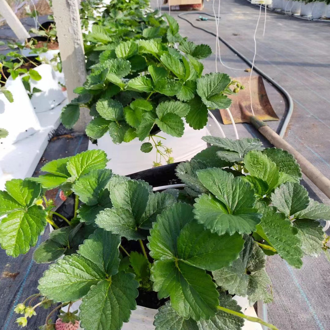 Factory Direct Sales Thickeneded Pe Black and White Planting Bag Soilless Cultivation Fruit and Vegetable Seedling Bag Black and White Film Planting Bag