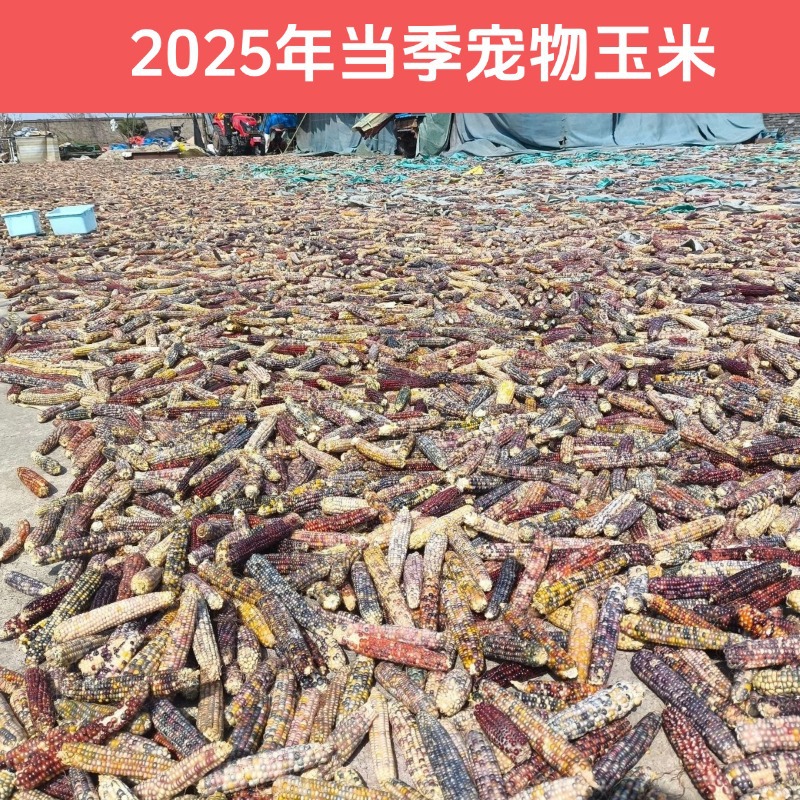 25-летний сезонный мини кукурузный хомяк молярные закуски кукуруза золотой медведь кролик шиншила цветочная ветка мышь