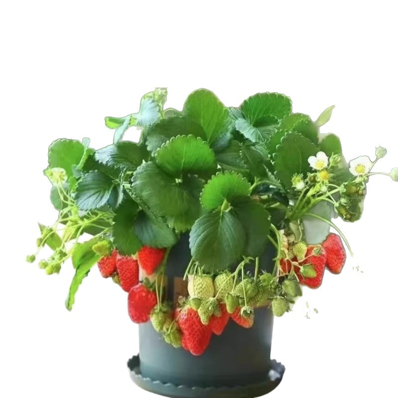 Four-Season Cream Strawberry Seedlings Potted for Southern and Northern Balconies, Fruit Garden Planting Fruit Tree Seedlings, Large and Extra-Large Strawberries