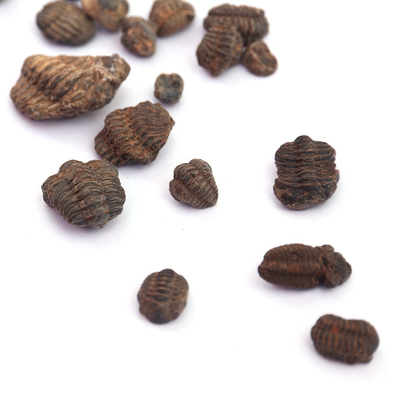 Three-dimensional trilobite fossil mirror eyeworm aphid head insect geological science popularization teaching specimen