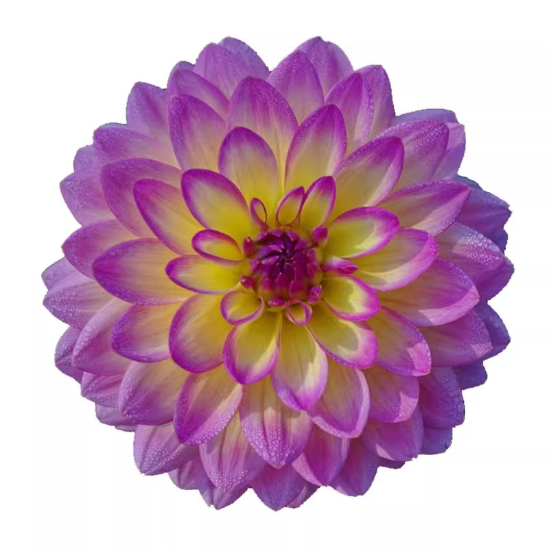 Double-Flowered Dahlia Bulbs, Perennial Ornamental Flower Plants for All Seasons, Potted Seeds, Dahlia Sweet Potato Flower Bulbs
