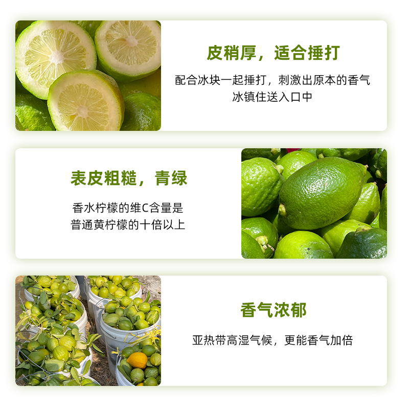 [Direct Delivery from the Place of Origin] Guangdong Perfume Lemon Fresh Seedless Milk Tea Shop Special First-Class Green Wholesale