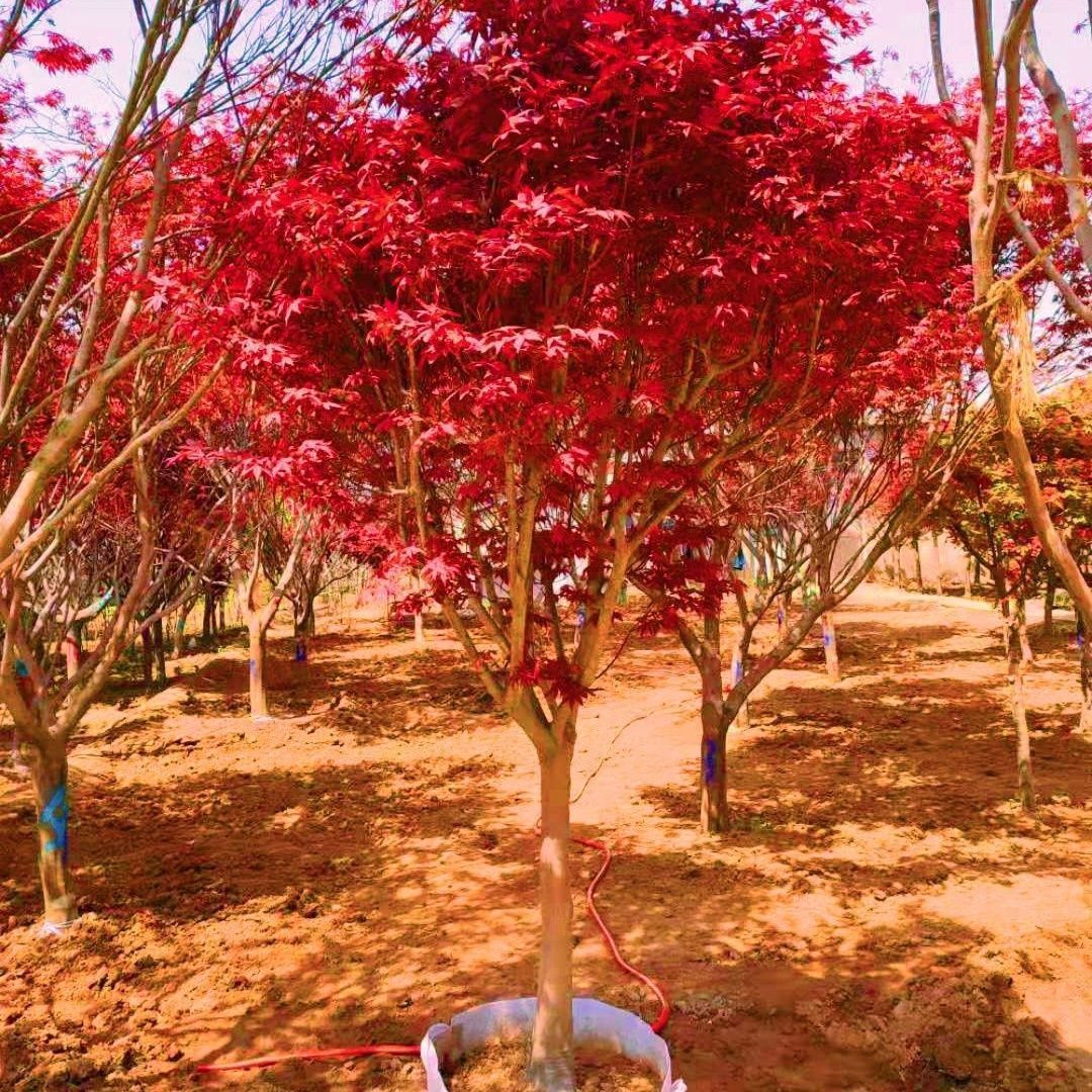Buy 1 Get 2 Free Red Maple Saplings Red Maple Saplings All Year Round Red Japanese Red Maple American Red Maple Chinese Red Leaf Maple Saplings
