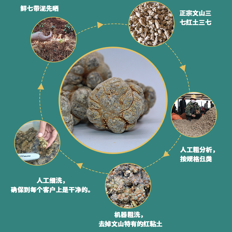 Panax Notoginseng 20 Heads 30 Heads 40 Heads Round Head Lion Head Yunnan Wenshan Chuntian Seven 500g Can Be Ground into Powder Free Shipping