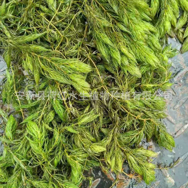 Understanding Dwarf Bitter Grass Seedlings, River Treatment, Submersible Plants, Water Quality Purification, Micro-Toothed Eye Dishes, Yilegae Engineering