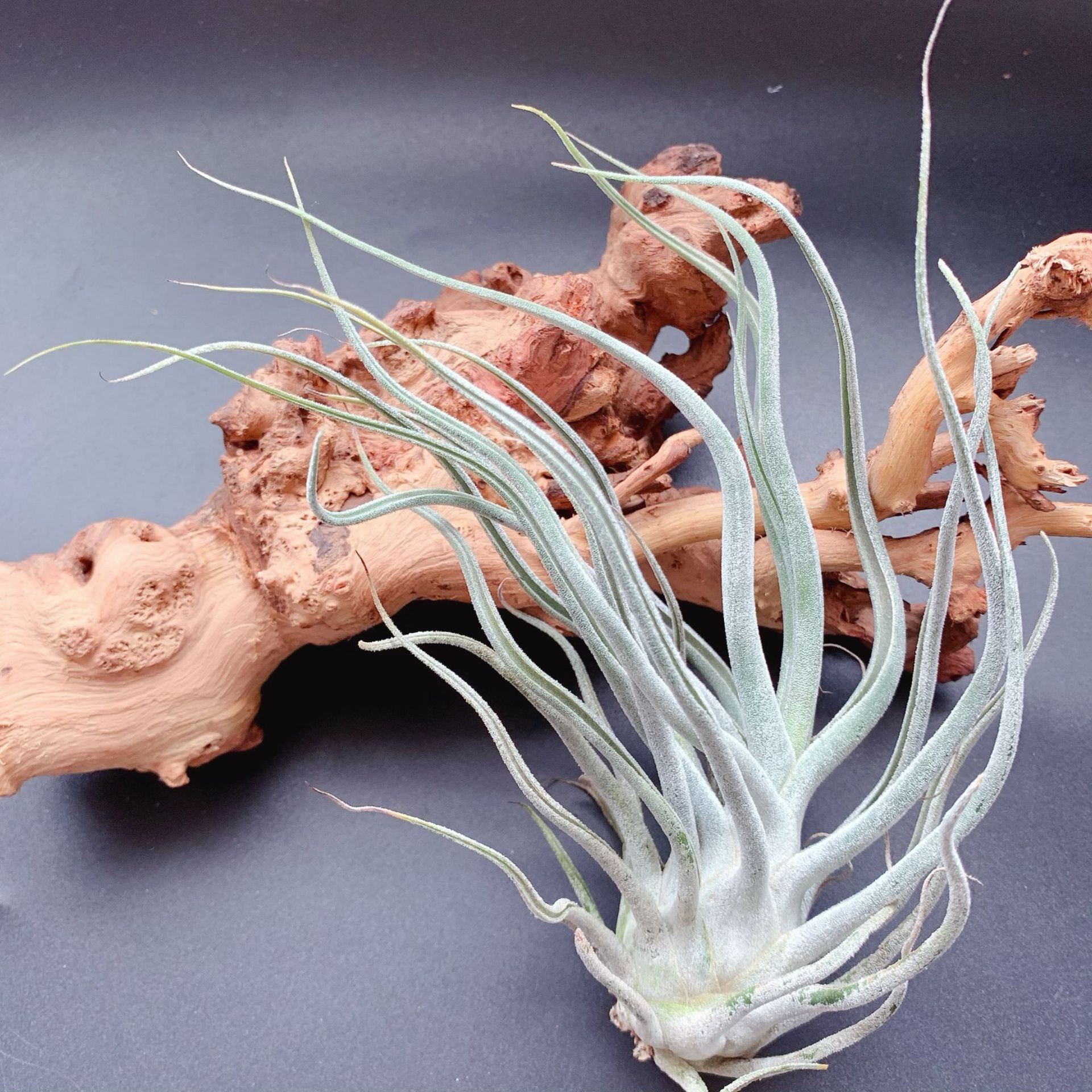 T.ehlersiana puffer fish factory wholesale base straight hair air pineapple soilless plant lazy green plant