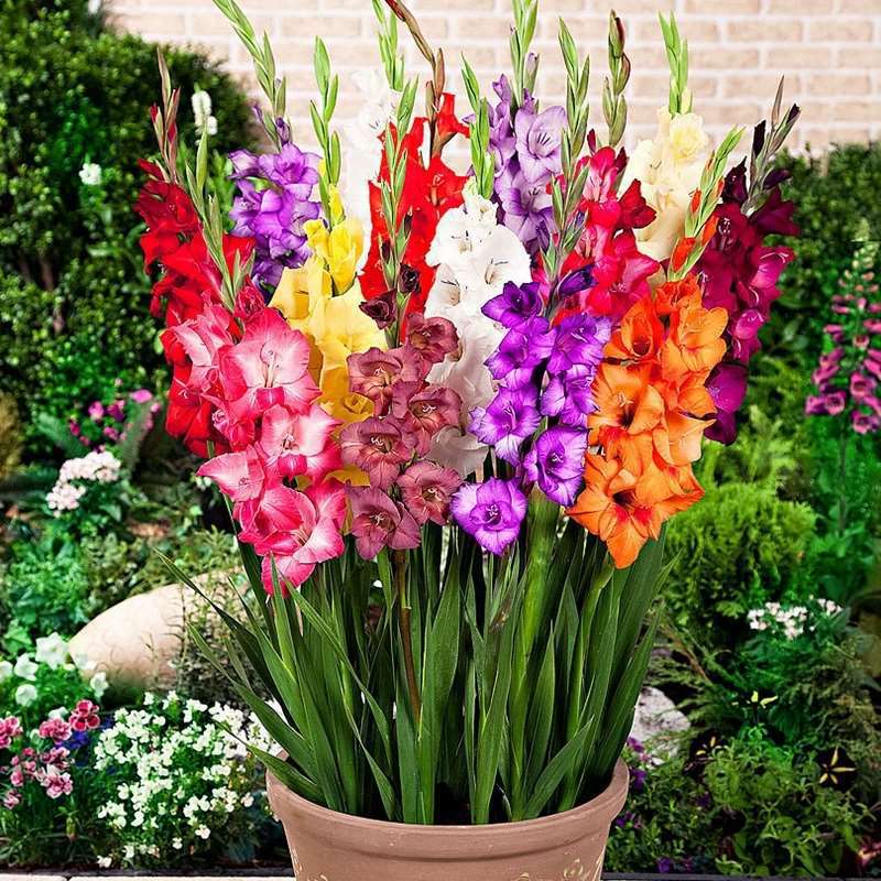 Gladiolus Bulbs Imported Gladiolus Seeds Are Simple and Easy to Live Indoor Potted Florals and Courtyard Ground Plant Bulbs