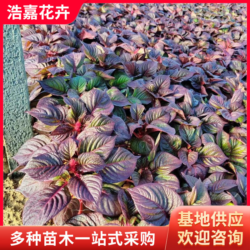 A Pen of Red Leaves, Potted Seedlings, National Day Rental Plants, Road Greening Seedlings, Cockscomb Flower Seedlings, a Pen