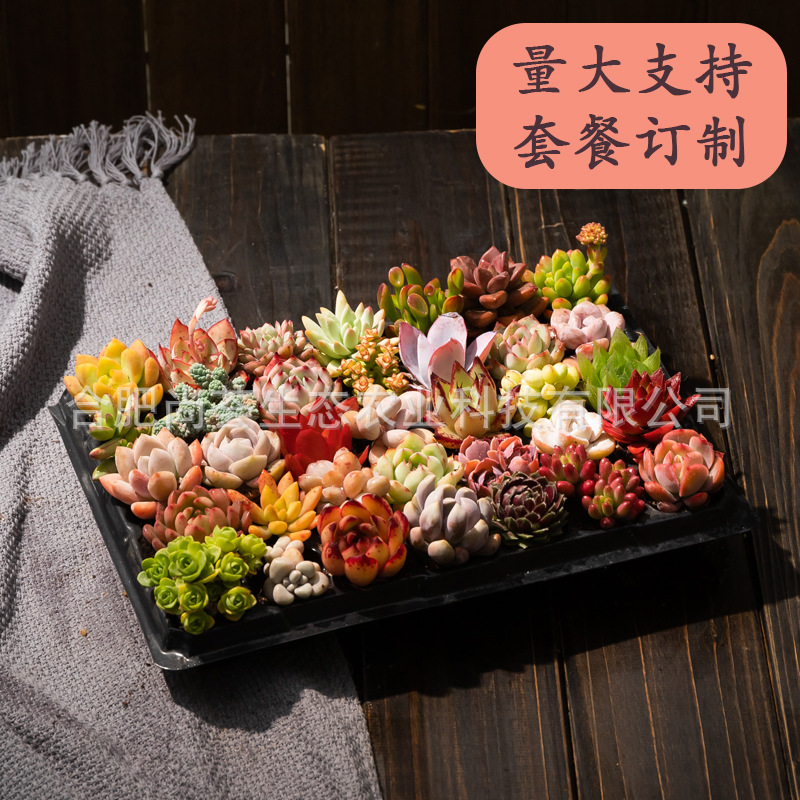 【Whole Box Can Be Mixed Batch】Wholesale Succulent Plants, Easy-To-Grow Varieties, Potted Succulents, Easy to Care for