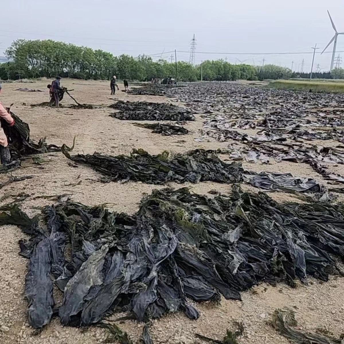 Factory Wholesale Street Stall Goods Sun-Dried Thick Commercial Fragrant Glutinous Soup Fresh Meat Thick Shandong Dry Goods Sun-Dried Dried Kelp