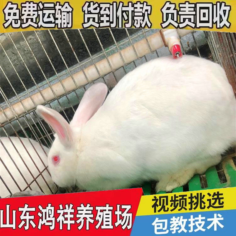 Большая ферма по разведению кроликов, высокие урожаи, оптовая цена