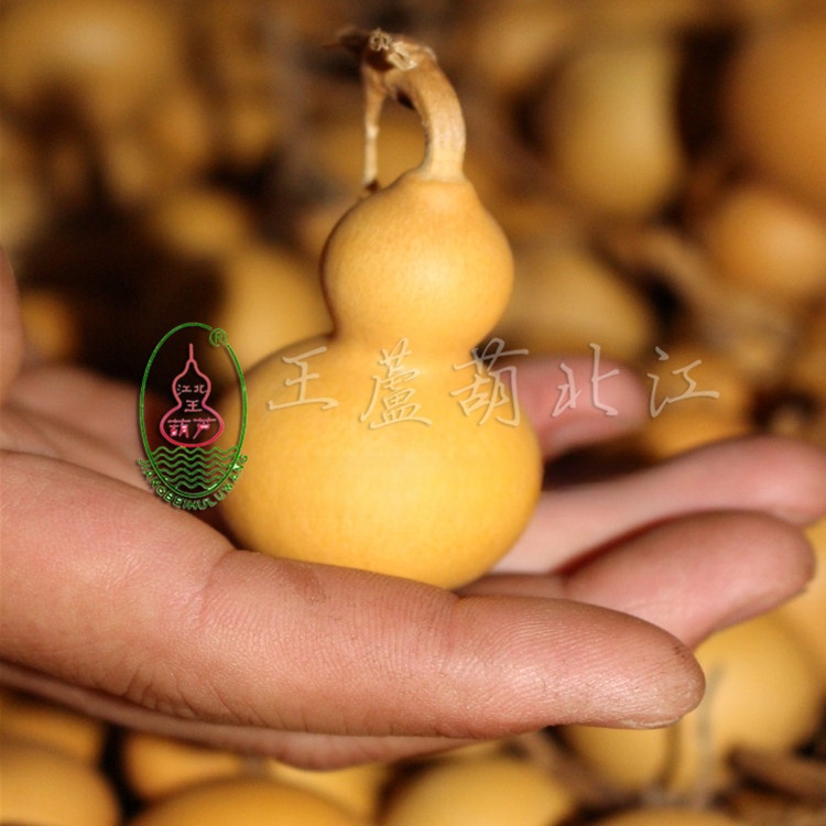 Natural Hand-Twisted Small Gourds from the Place of Origin, Wholesale Gourds for Street Stalls, Plain Gourds for Hand Play